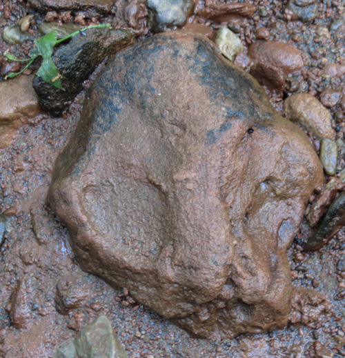 Possible Extraterrestrial Alien fossil